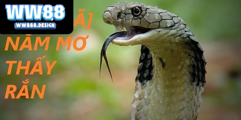 Ngủ Mơ Thấy Rắn - Điềm Báo Và Dự Đoán Con Số Liên Quan