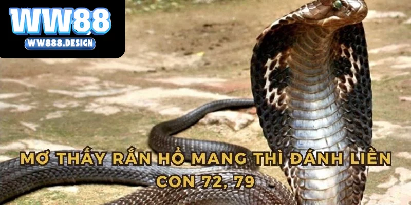 Mơ thấy rắn hổ mang thì quất liền 72, 79