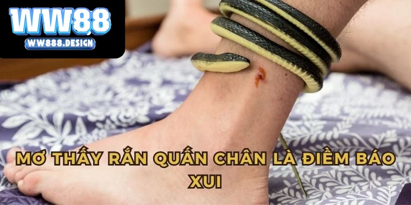 Chiêm bao thấy tỵ quấn chân đây là điềm báo xấu