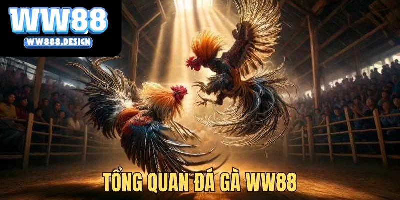 Tìm hiểu đá gà WW88